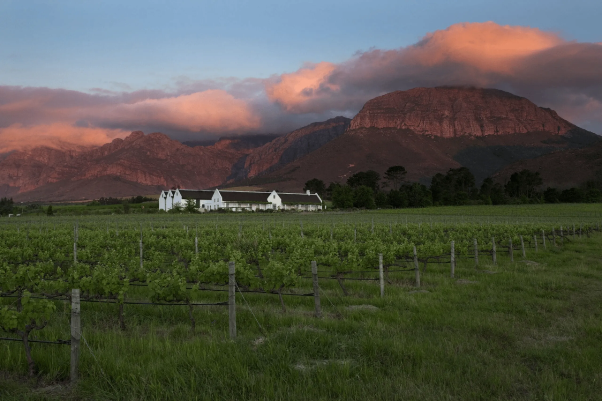 Avondale Wine Estate vineyard in Paarl, South Africa.