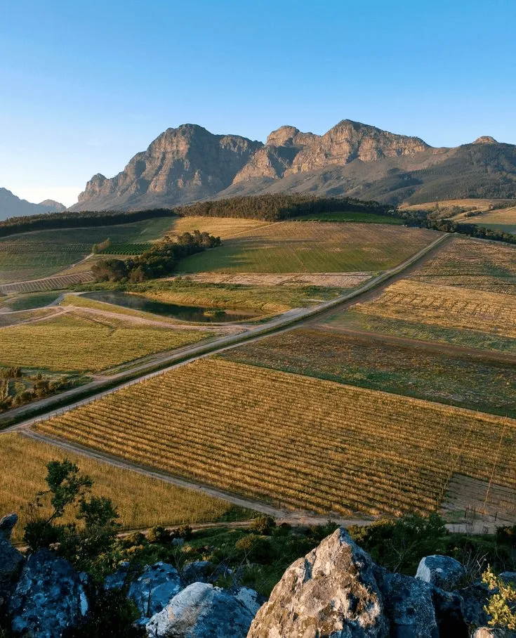 Sunrise over the Babylonstoren vineyards with neat rows of grapevines and the majestic Simonsberg Mountain in the background.