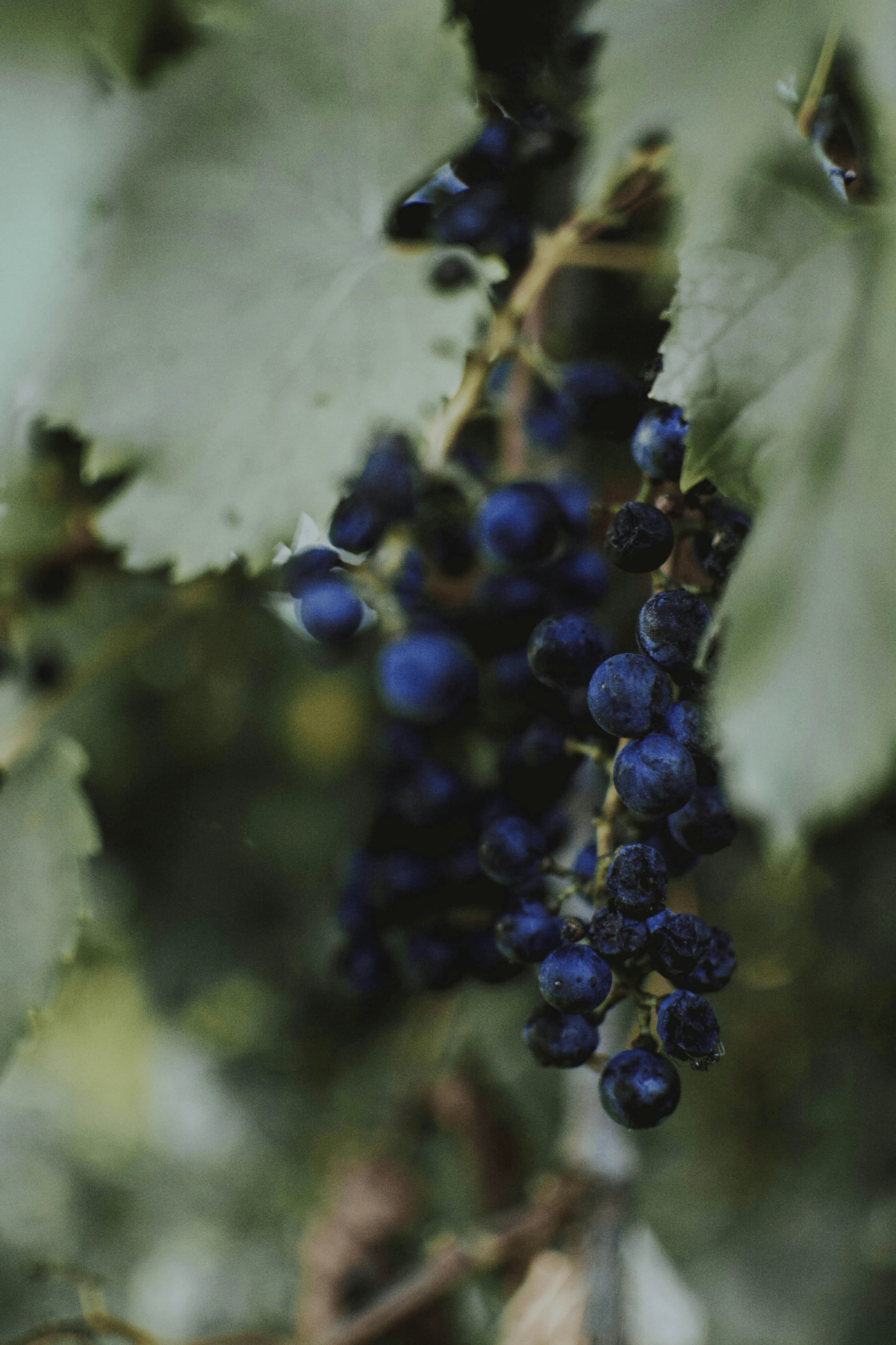 Close-up of dark purple wine grapes growing in a lush vineyard, signaling the harvest season.