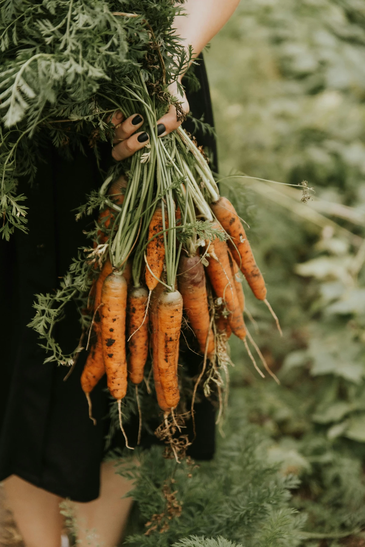 Farmer holds a muddy, freshly harvested bunch of carrots by their leafy tops.