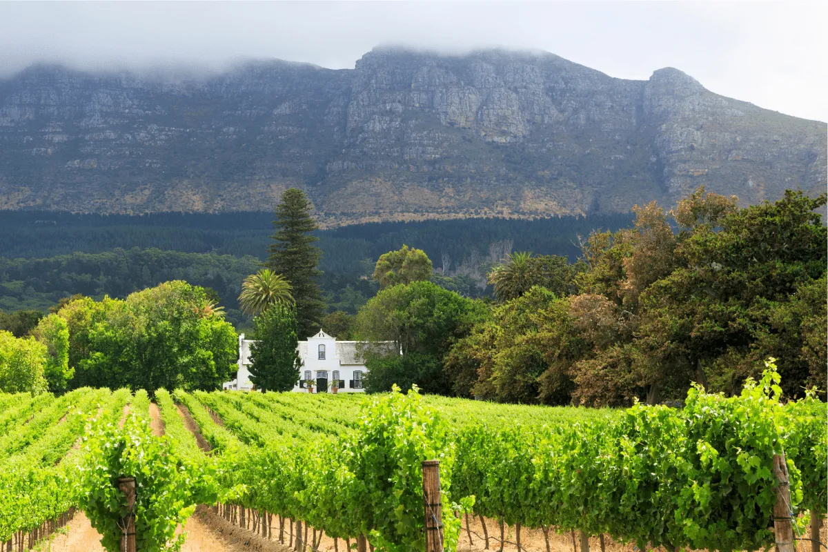 Green vines at Groot Constantia Wine Estate with a white Cape Dutch-style manor house.