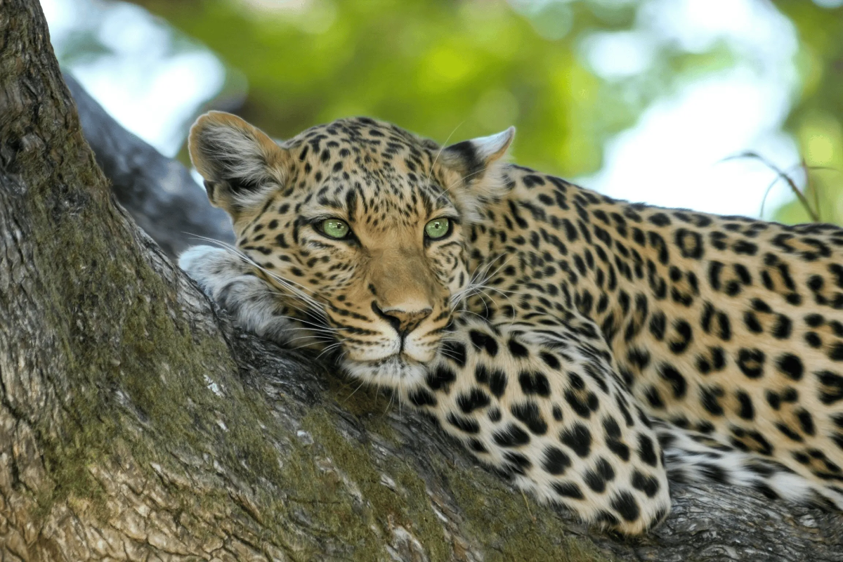 Close-up of green-eyed leopard lounging on a tree branch, dappled light filtering through summer foliage.