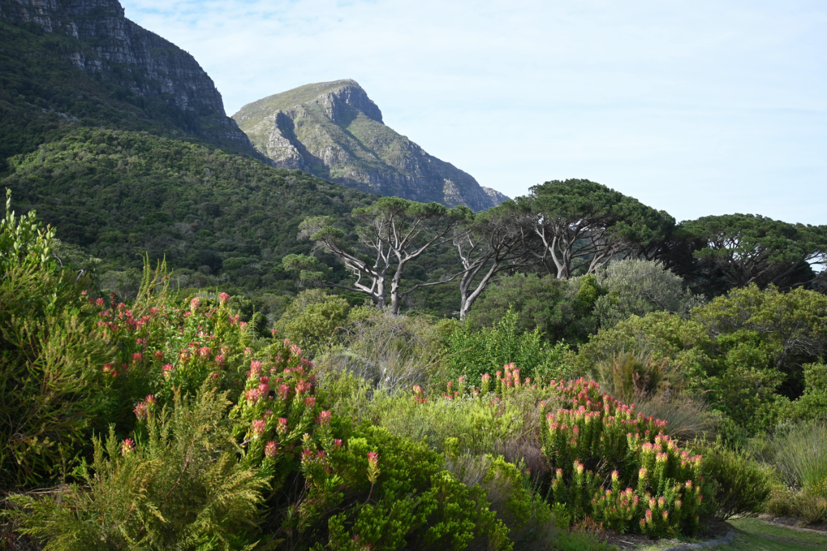 View of Kirstenbosch National Botanical Garden in Cape Town, with blooming proteas, lush indigenous foliage, and mountain ridges in the background.