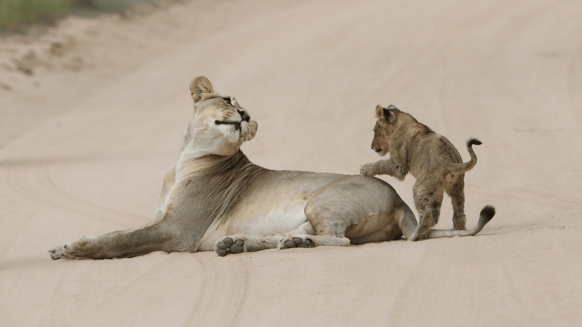 Playful lion cub pawing at reclining lioness on sandy game-drive track in golden afternoon light.