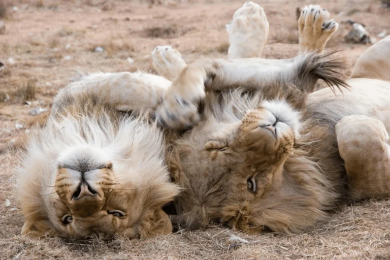 Best Game Parks Near Cape Town: A Safari and Wildlife Guide
