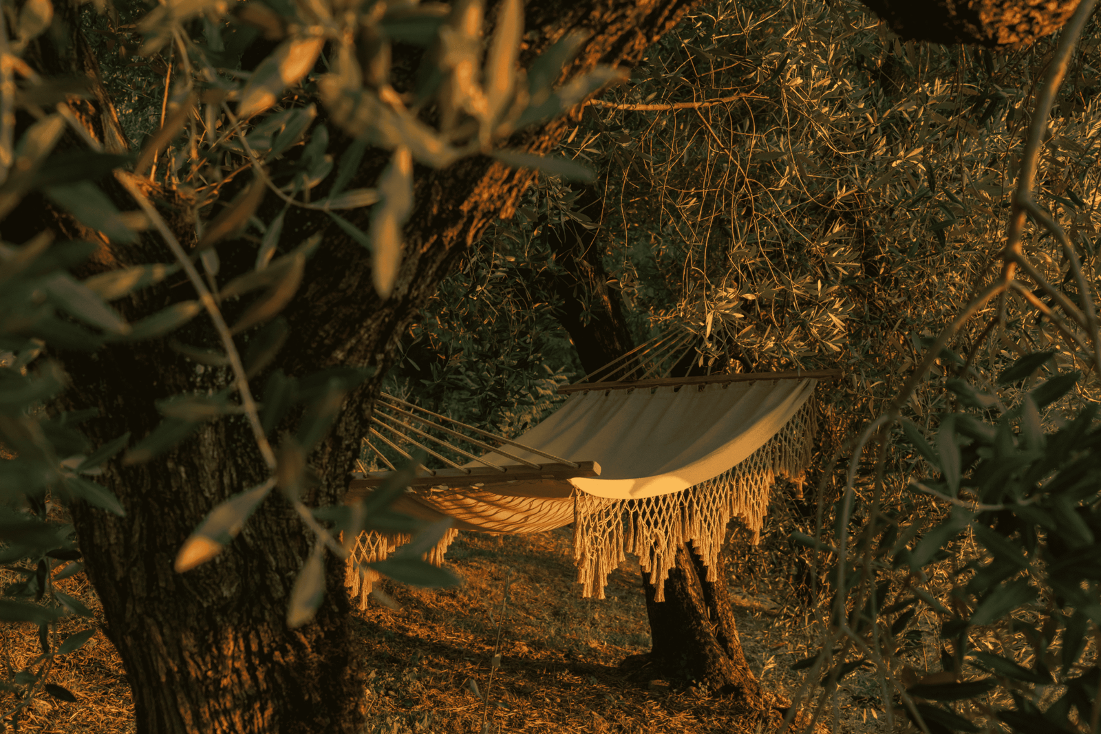 Bohemian-style macrame hammock strung between olive trees, bathed in golden hour sunlight.