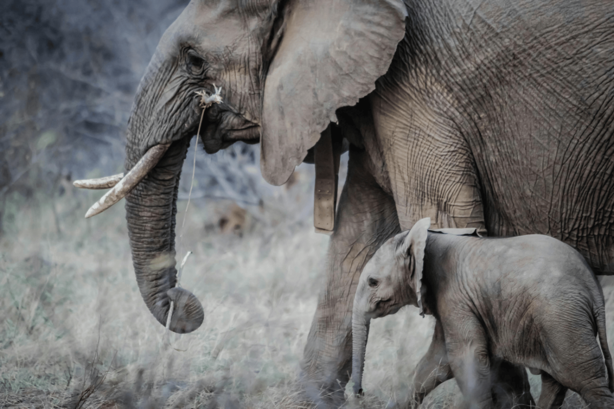 Protective mother African elephant walking side-by-side with tiny calf in dry bush, showing textured skin and ivory tusks.