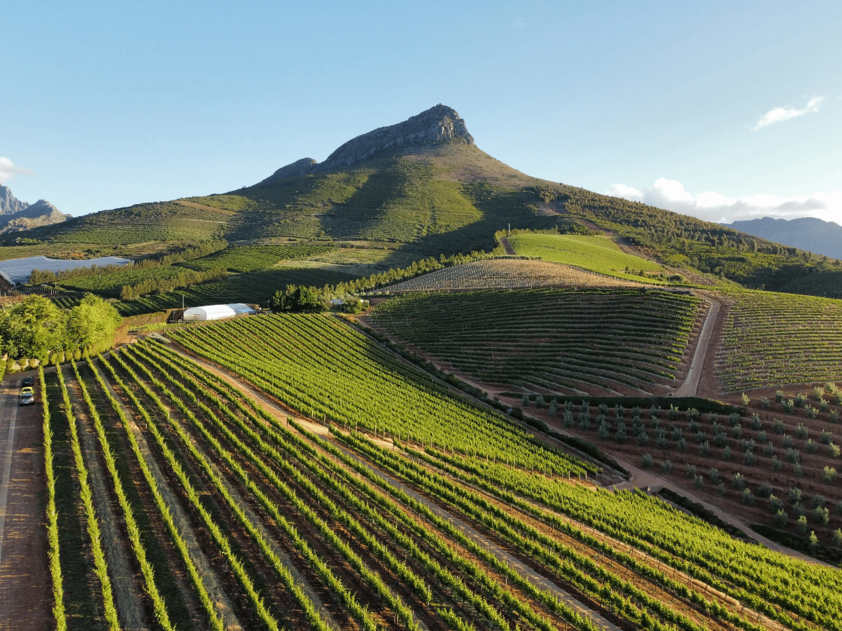 Expansive vineyard fields in Stellenbosch.