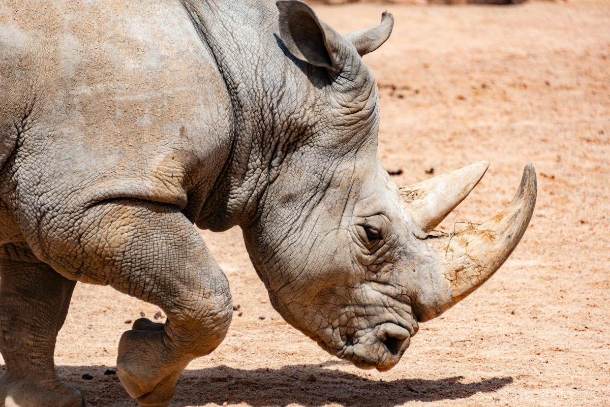 A white rhinoceros walks slowly across the dry savanna, its skin textured and thick under the sun.