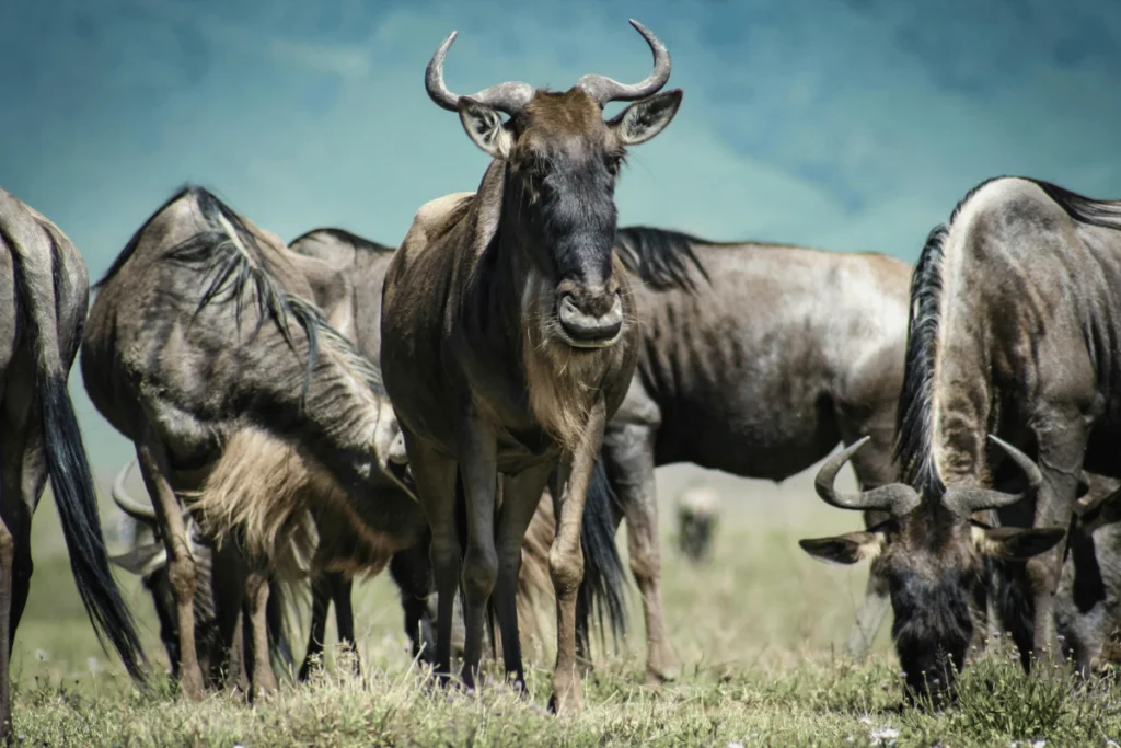 Front-facing blue wildebeest flanked by grazing herd on open savanna grassland.
