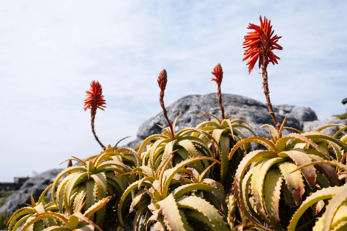 Cape aloe rosettes topped with vivid red winter flowers against granite boulders on Table Mountain plateau.