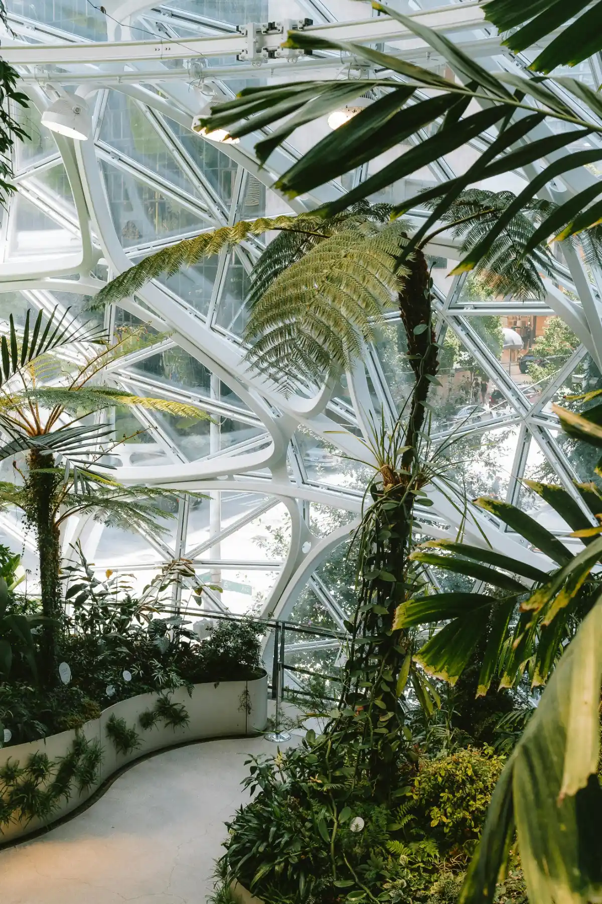 Glass-and-steel Amazon Spheres biodome in Seattle, with ferns and palms under geometric domes.