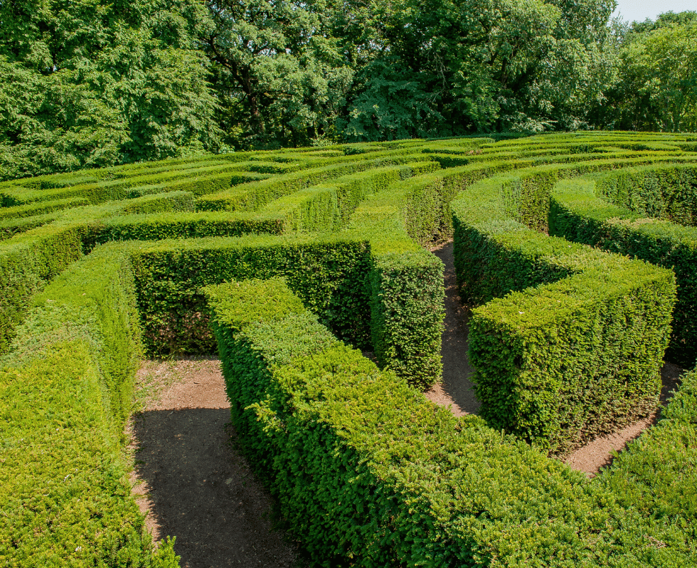 Green labyrinth corridors winding through landscaped garden.
