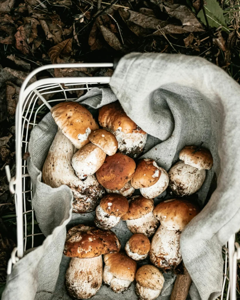 Basket filled with freshly foraged wild mushrooms on forest ground with natural textures