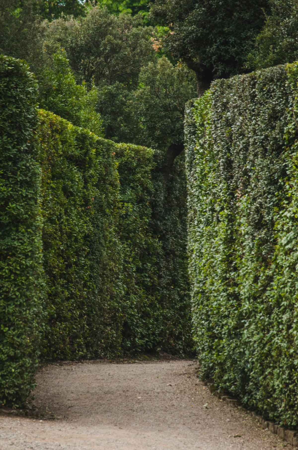 Narrow pathway winding through tall, dense green hedge maze with natural earth ground and trees beyond.
