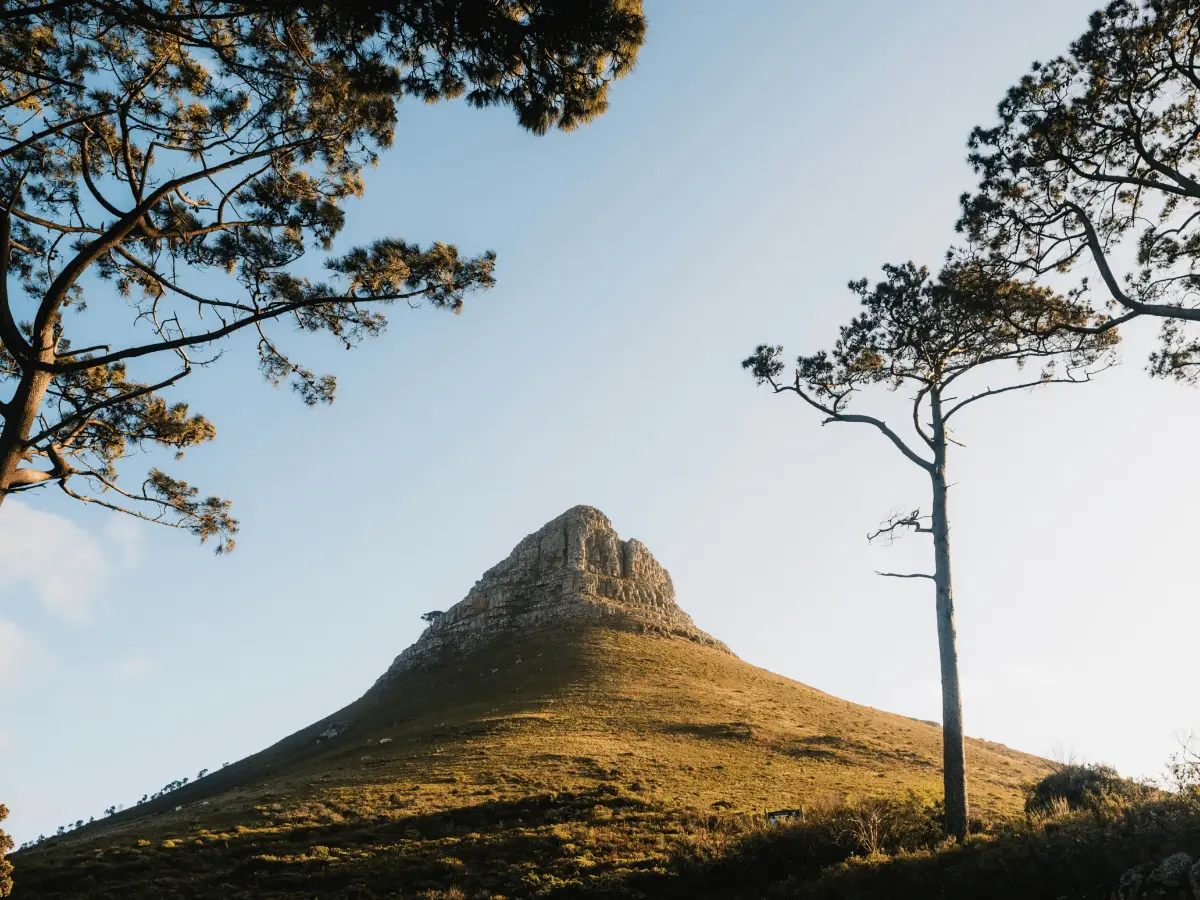 Iconic Lion’s Head cone bathed in late-afternoon light, perfectly framed between two wind-sculpted stone pines.