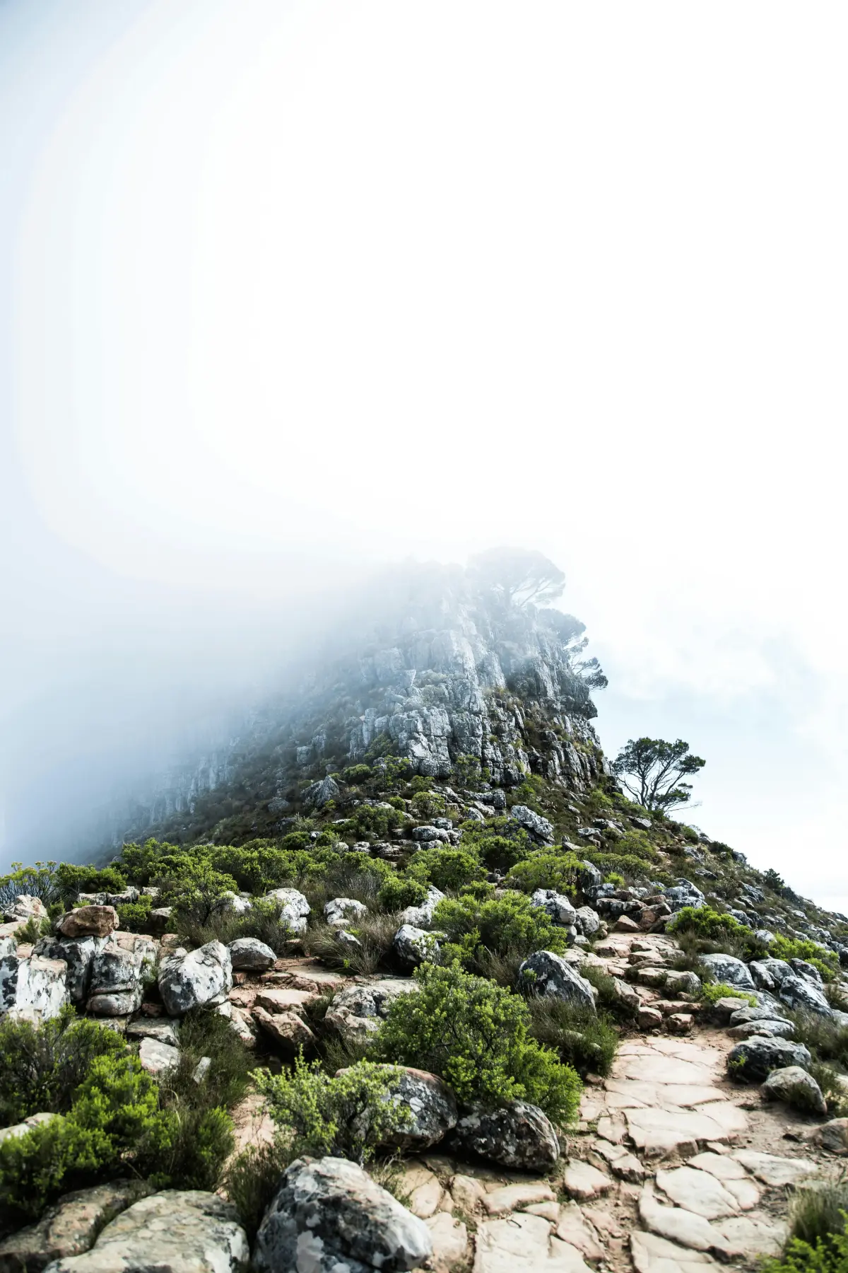 Rocky fynbos path climbs toward a fog-shrouded sandstone crag on Table Mountain, lone pines piercing the swirling mist.