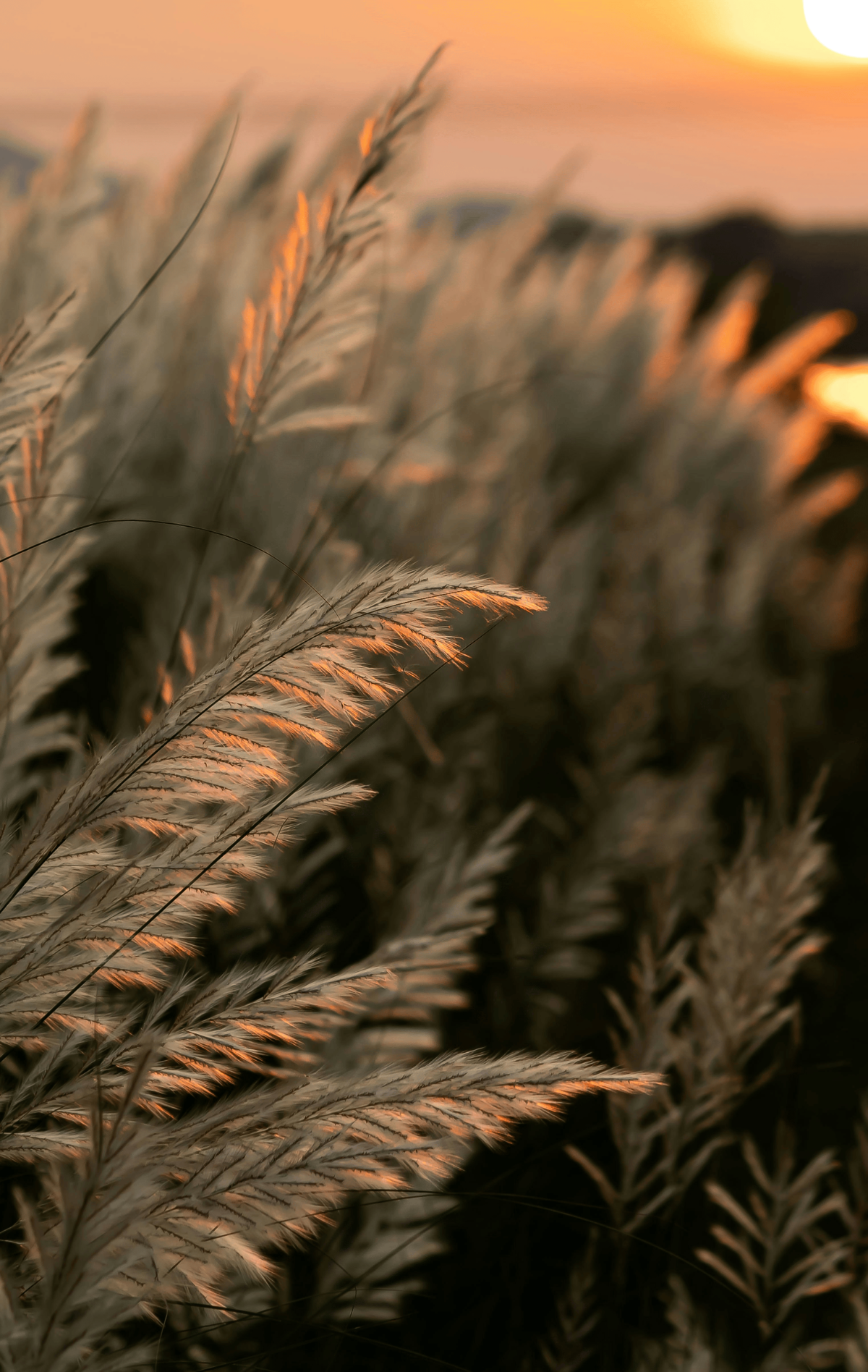 Golden pampas-like grass plumes catching warm sunset light, conveying a calm agrarian landscape at dusk.