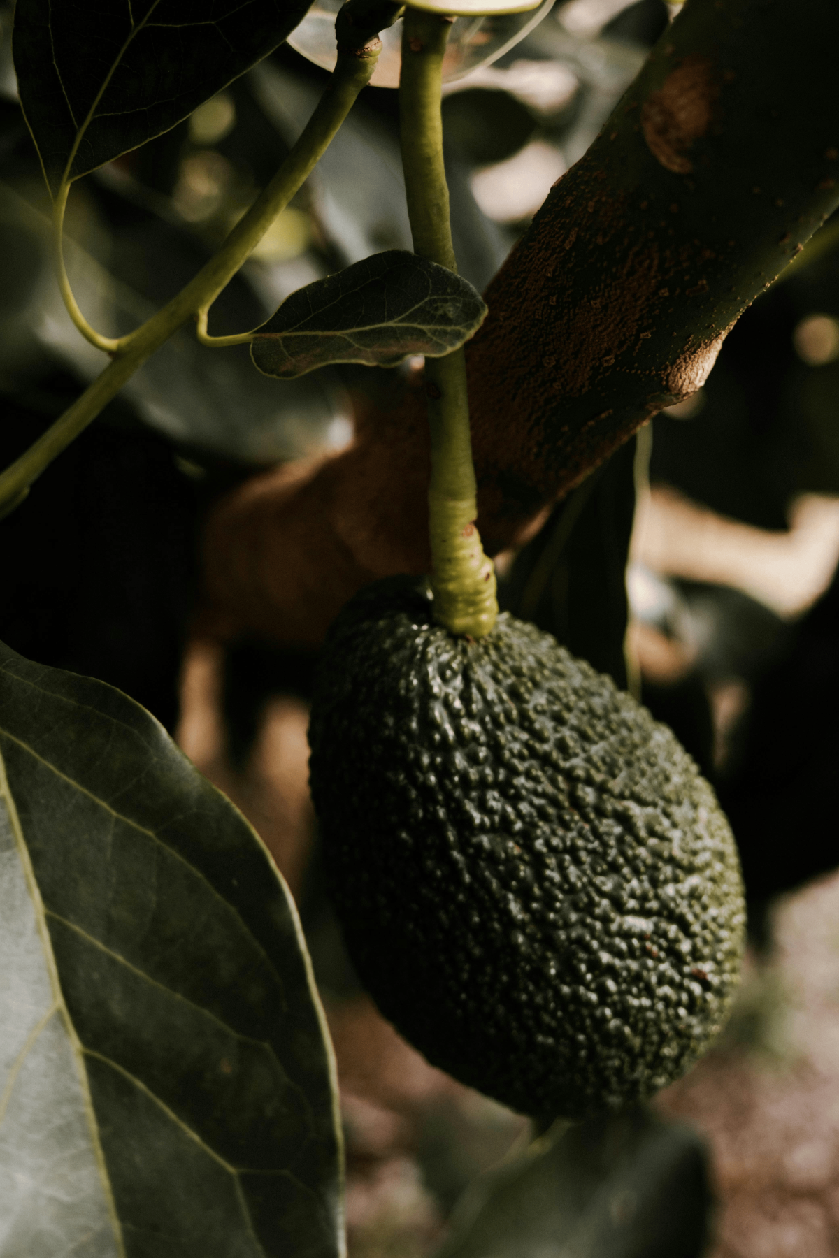 Close-up of avocado growing on a tree.
