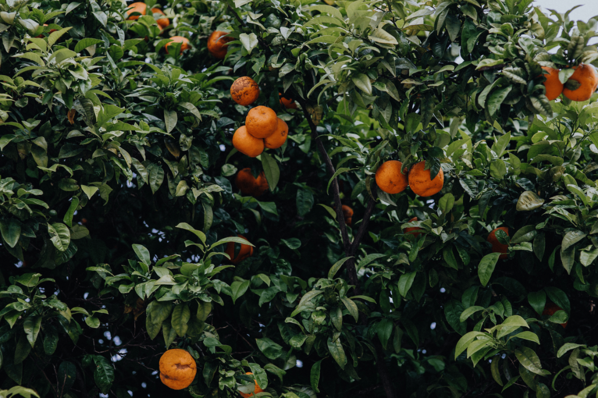 Orange tree with clusters of ripe oranges.