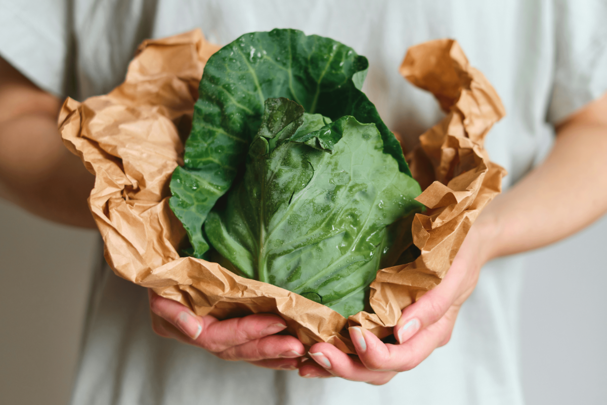 Hands holding a dewy farm-fresh cabbage wrapped in eco-friendly brown paper.