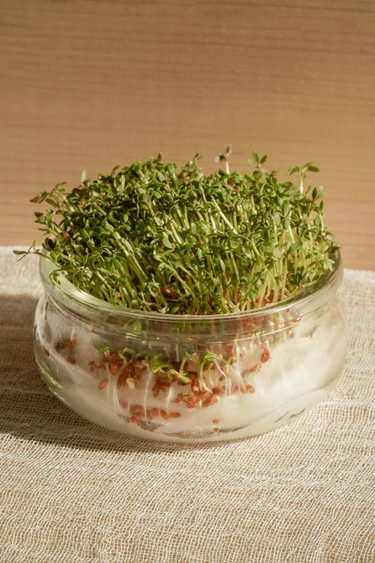 Harnessing Food as Medicine for Chronic Disease Prevention