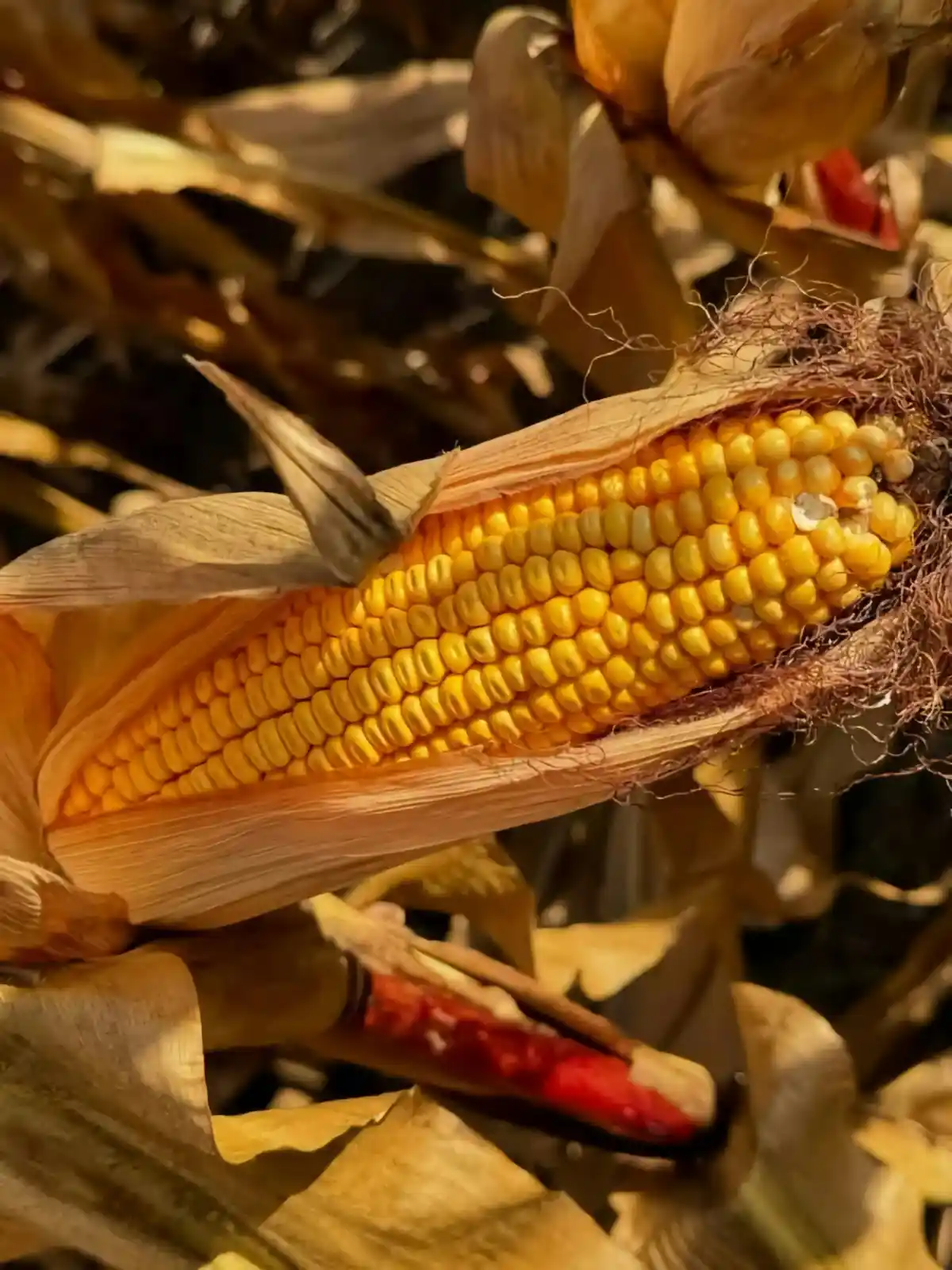 Sun-lit golden ear of corn peeks from dry husk amid rustling, tan stalks at harvest time.