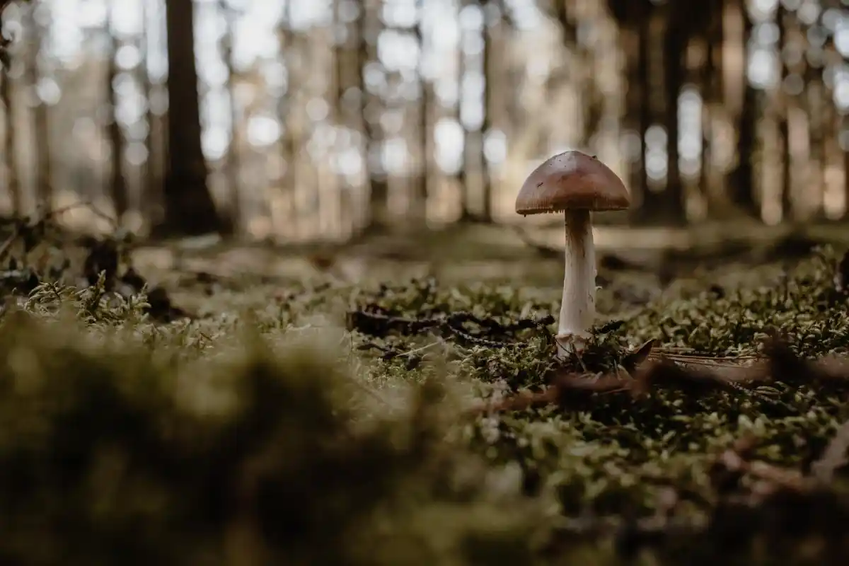 Lone brown mushroom rises from a moss-carpeted forest floor, blurred conifer trunks glowing in soft morning light.