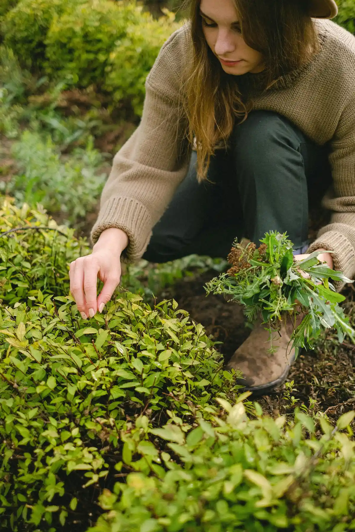 Young woman in wool sweater kneels, gathering fresh herbs while gently pinching shoots from dense shrub.