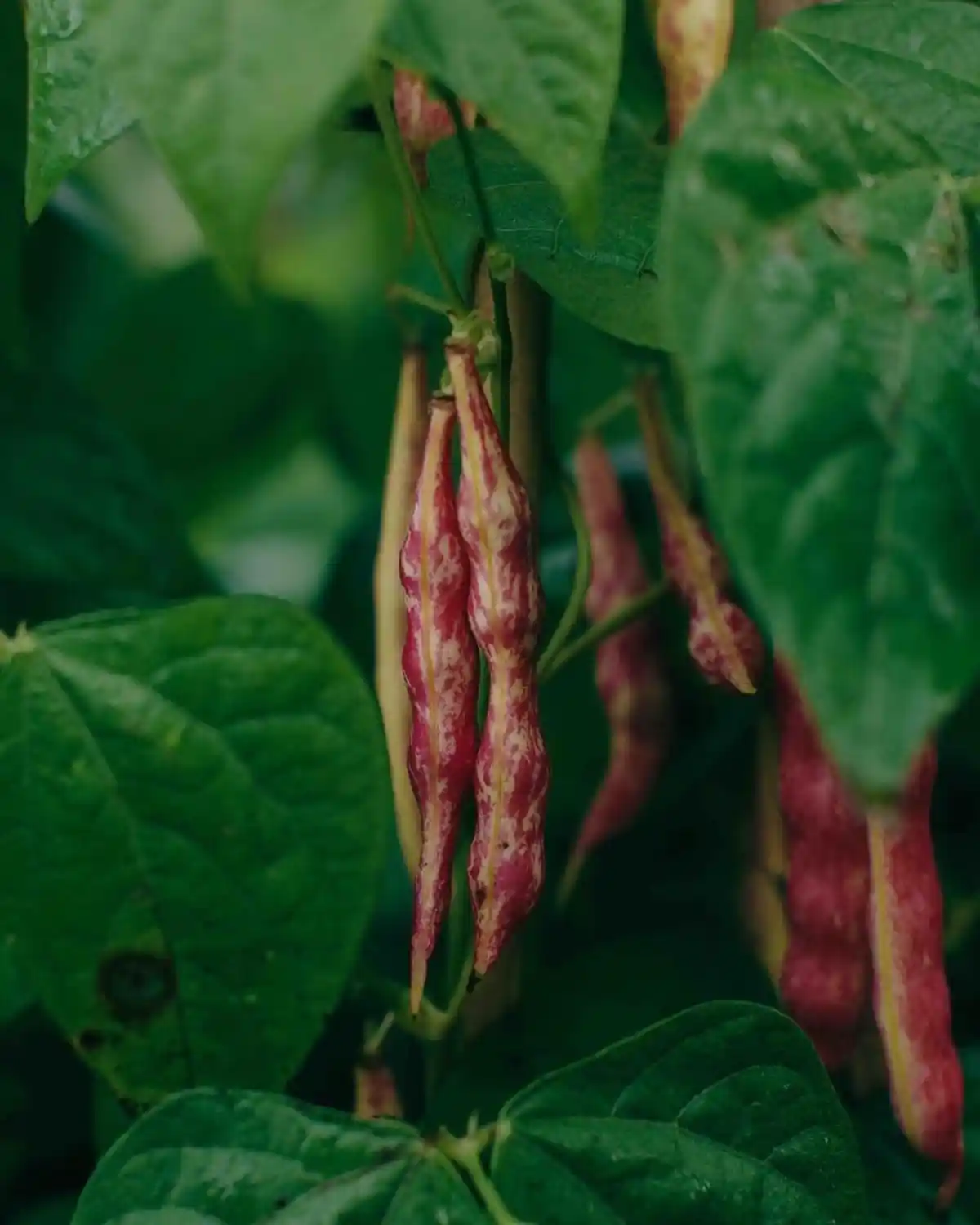 Speckled red-and-cream bean pods dangle amid lush leaves at Koanga Institute garden.