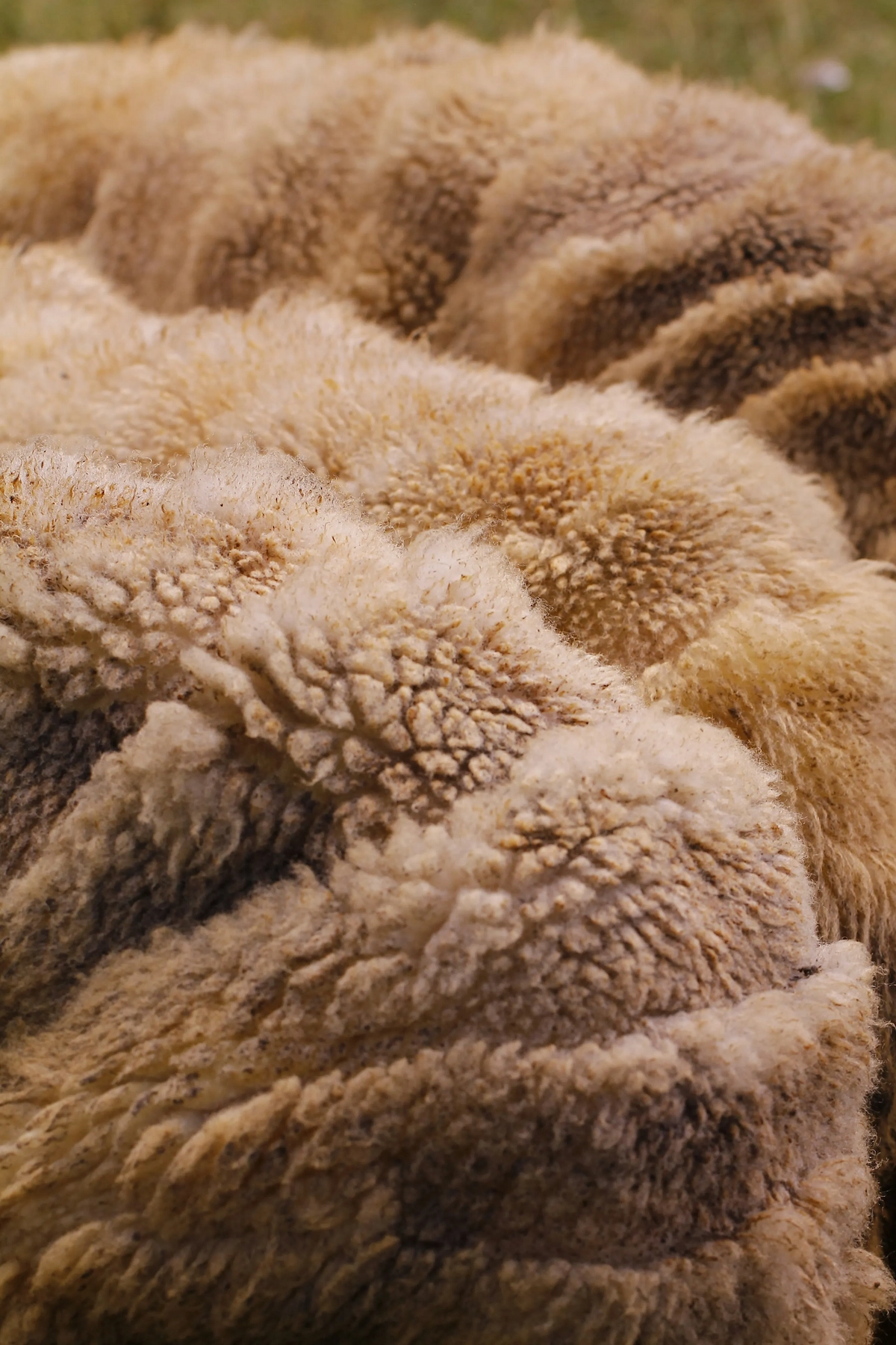 Close-up of undyed sheep wool fleece showing dense, crimped fibers in warm cream-to-honey tones.