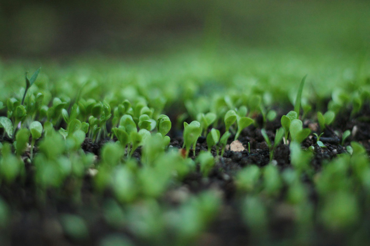 Dense carpet of fresh green seedlings emerges from rich, dark soil in an early-spring vegetable bed.