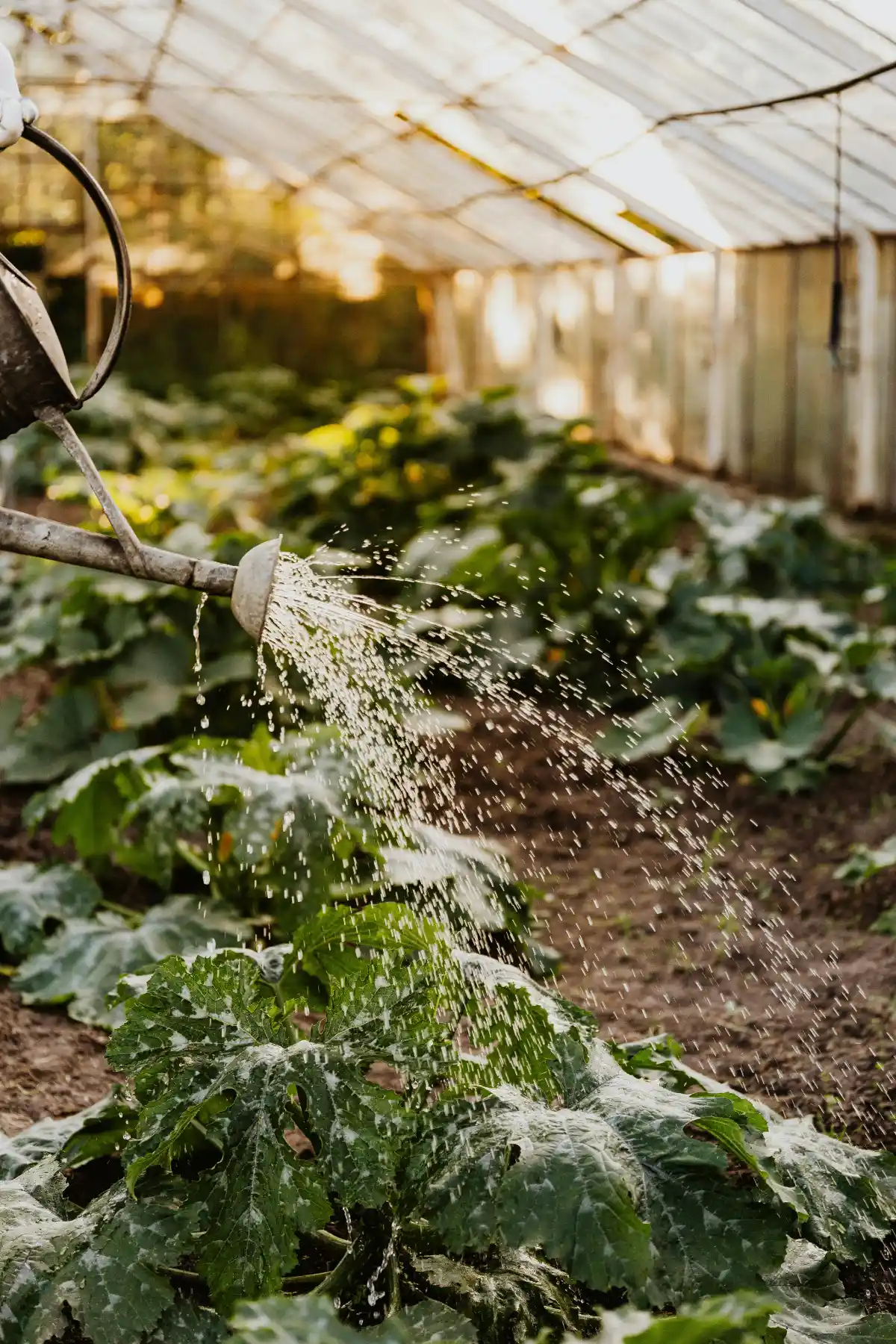Garden hand sprinkles a sparkling arc of water over lush zucchini plants inside a glass-roof greenhouse.