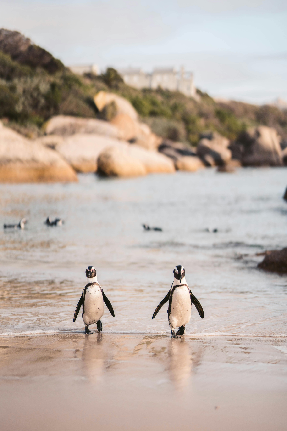 Two African penguins walking along the shore at Boulders Beach, with smooth boulders and calm coastal waters in the background.