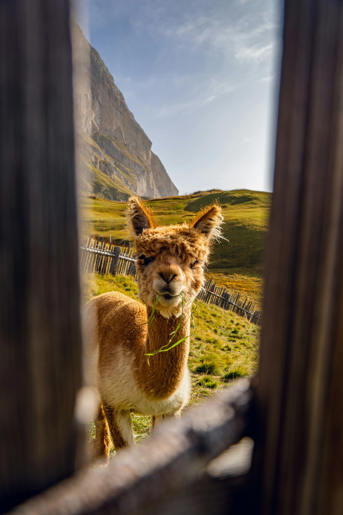 Alpaca in Val Gardena with mountain landscape and alpine meadow in the Dolomites.