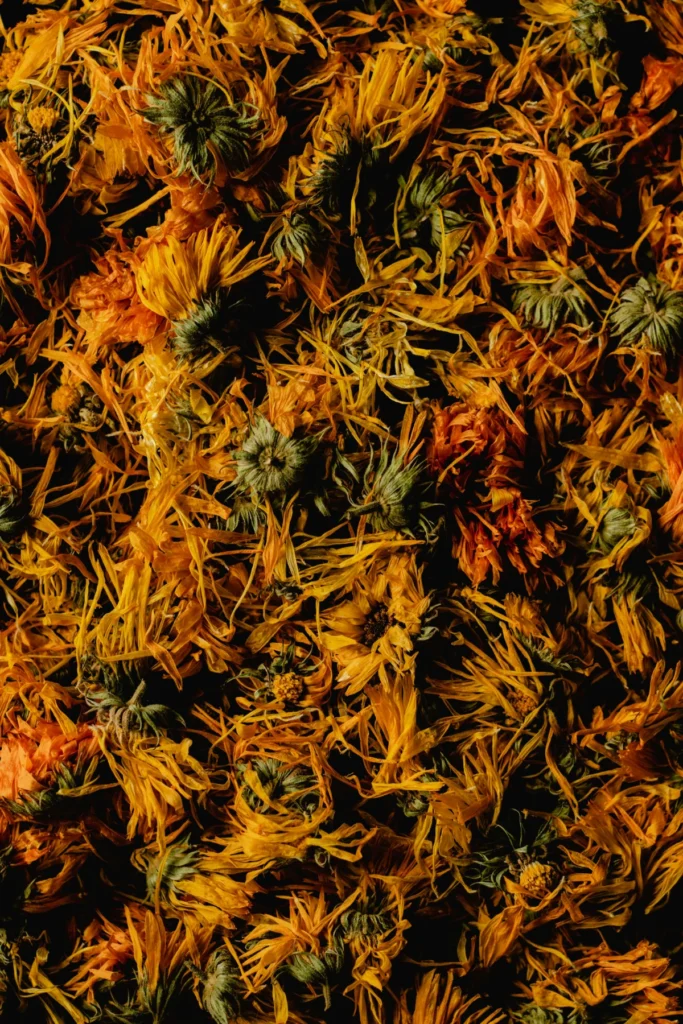 Close-up of dried calendula petals in rich golden tones with botanical texture