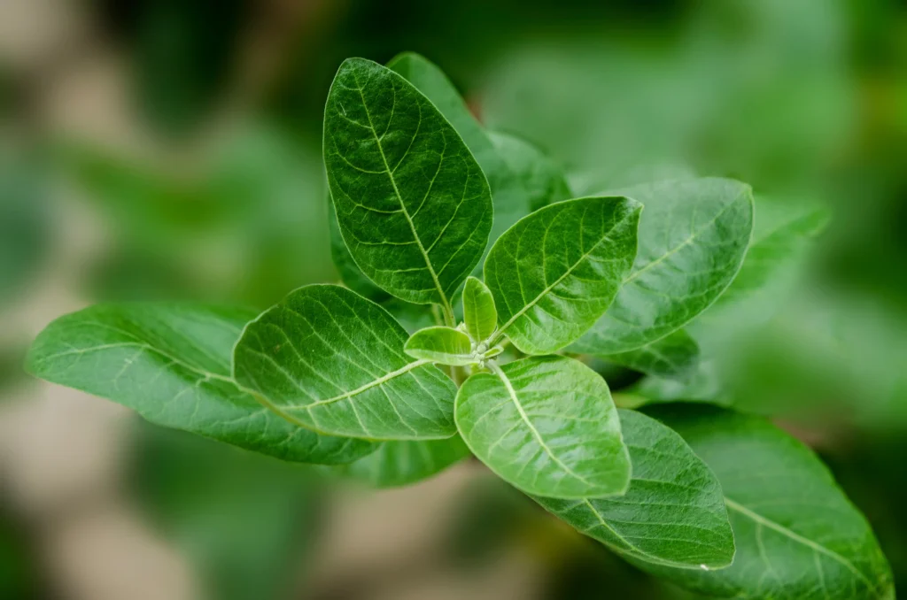 Velvety green ashwagandha leaves unfurl from a central stem, the root herb behind many adaptogenic blends.