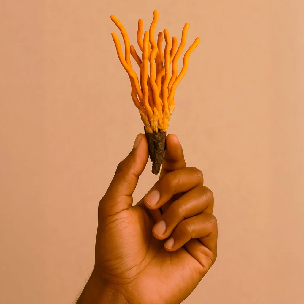 A hand holds a cluster of bright orange cordyceps militaris mushrooms against a soft peach backdrop.