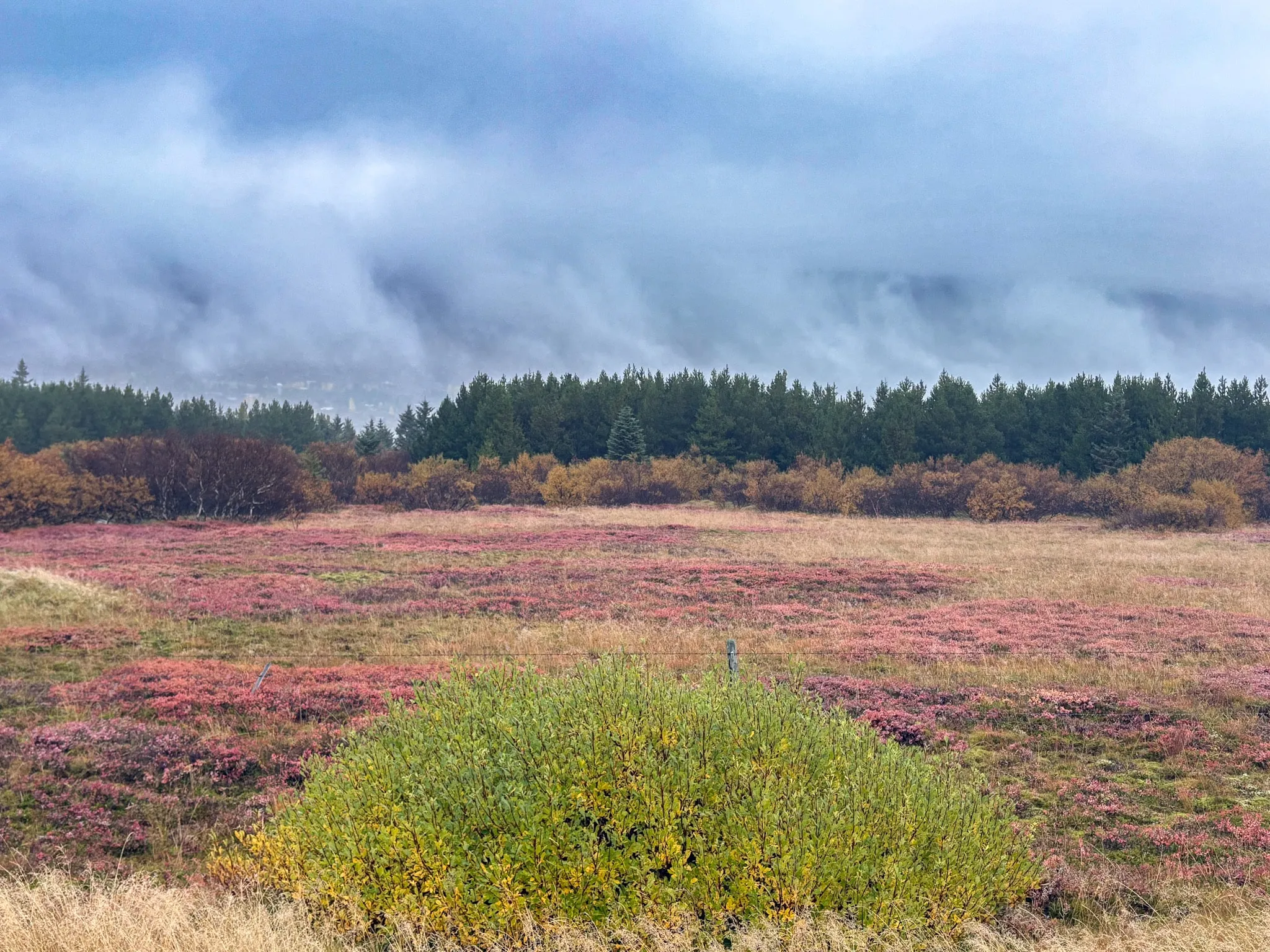 Rust-red autumn heather spreads toward a conifer forest beneath low-lying cloud in the Icelandic countryside.