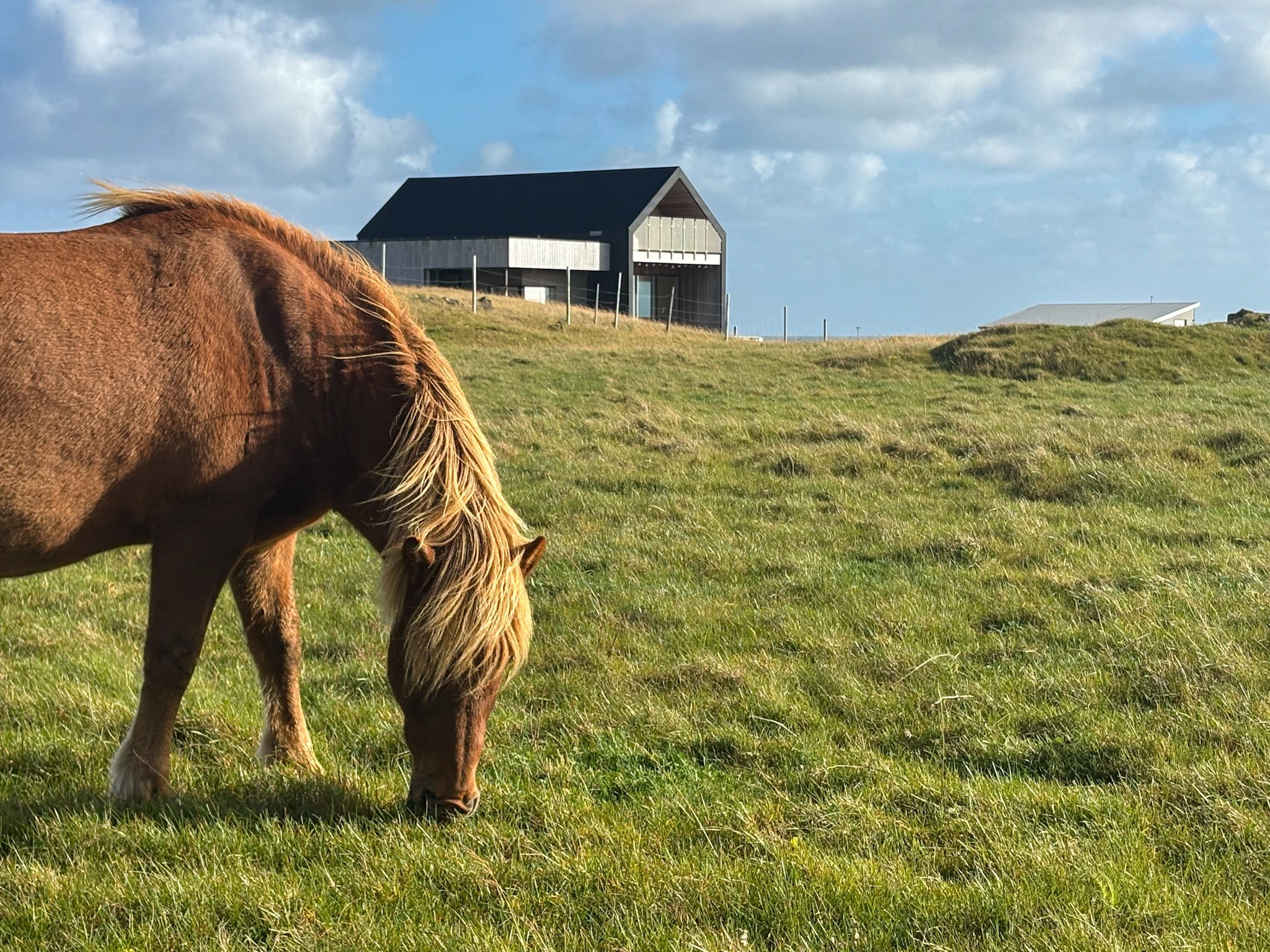 An Icelandic horse grazes on a grassy slope below a modern black-roofed farmhouse in rural Iceland.