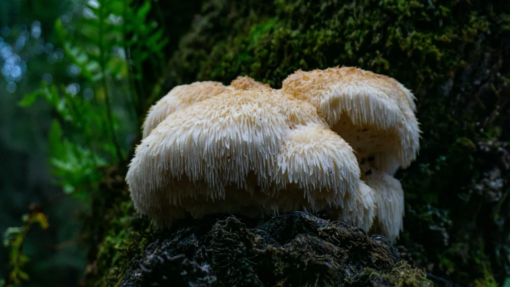 A wild lion's mane mushroom with cascading white spines grows from a moss-covered log in a forest.