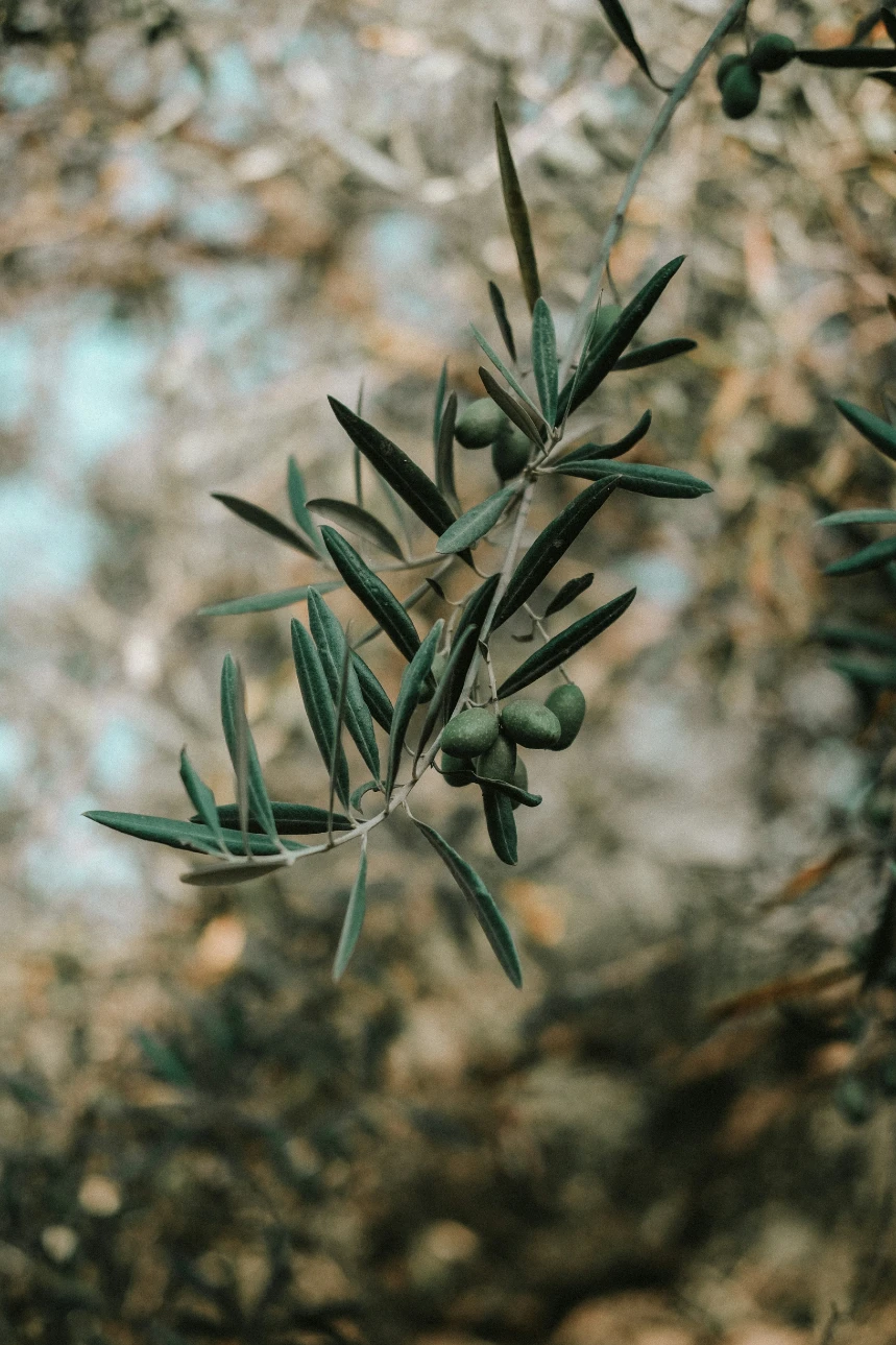 A slender olive branch bearing clusters of green olives, its narrow leaves set against a softly blurred grove.
