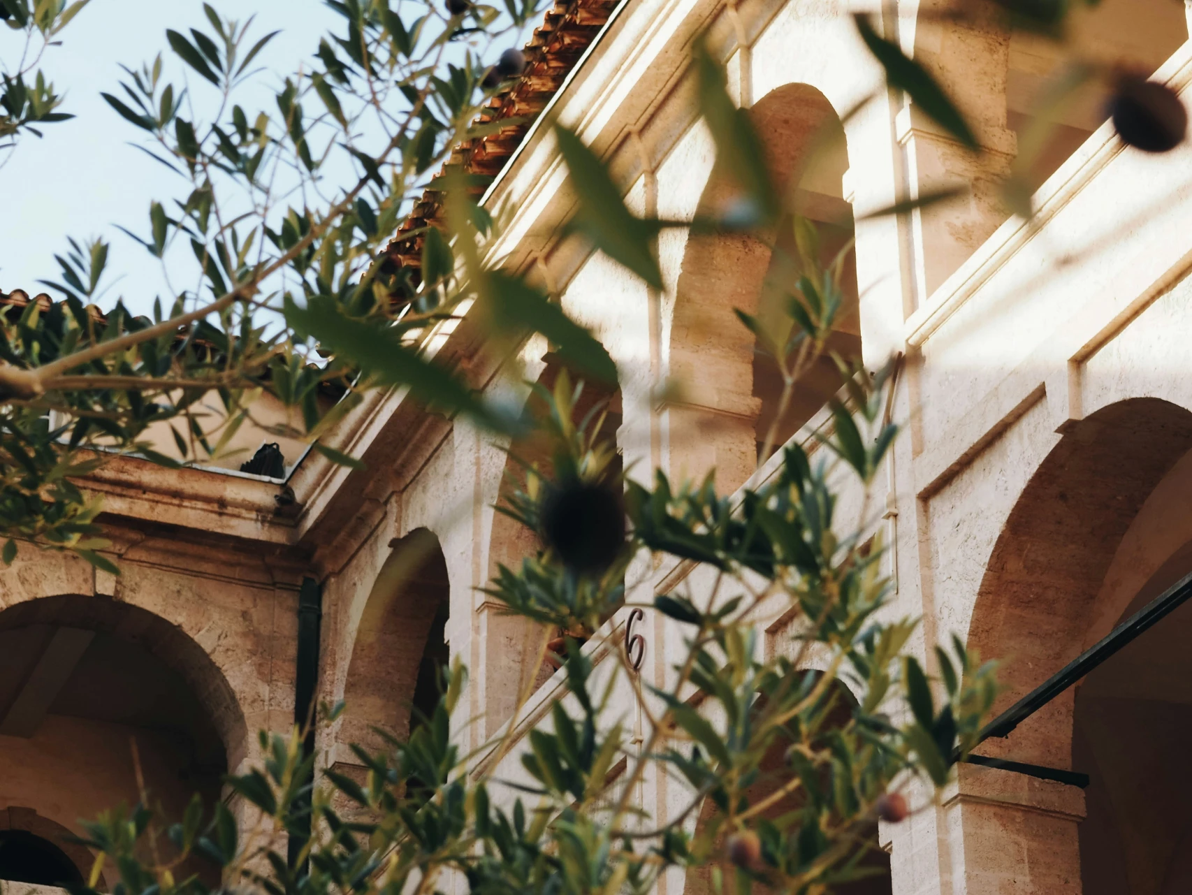 Olive branches heavy with fruit frame an arched limestone loggia beneath a terracotta tile roof.