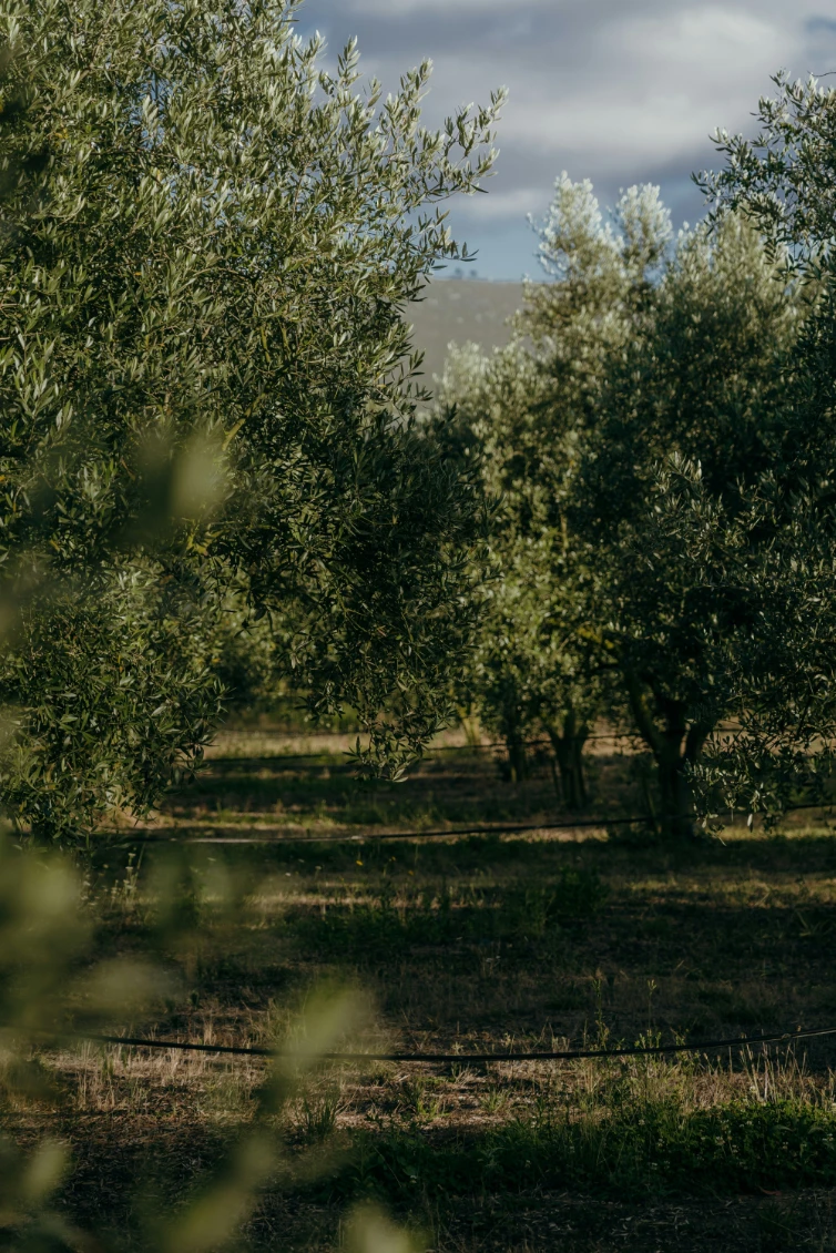 Rows of silvery olive trees in an orchard, with dappled afternoon light across the grass and distant hills.
