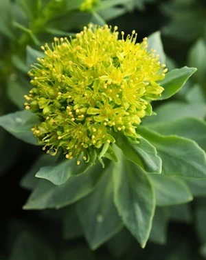 Rhodiola rosea in bloom, a dense cluster of yellow star-shaped flowers above blue-green succulent leaves.