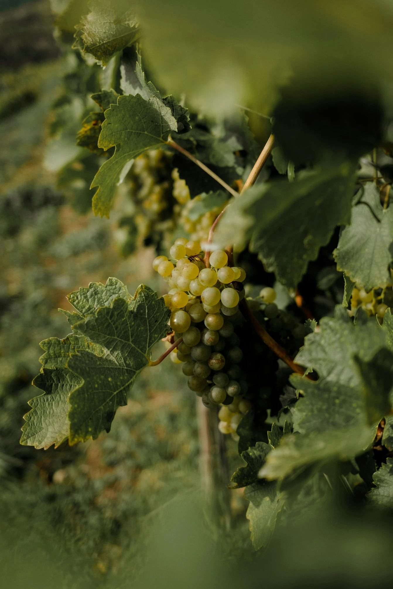 A cluster of white grapes ripening on the vine, framed by broad green leaves in a vineyard.